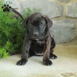Vivienne, Cane Corso Puppy
