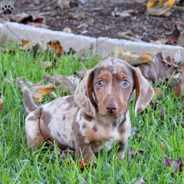 Volt, Dachshund Puppy