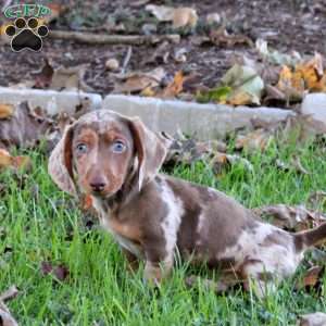 Volt, Dachshund Puppy