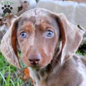 Volt, Dachshund Puppy
