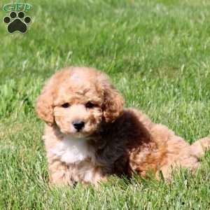 Wilder, Bich-Poo Puppy