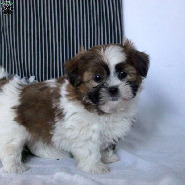 Wade, Teddy Bear Puppy