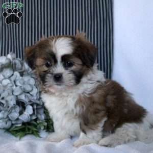 Wade, Teddy Bear Puppy
