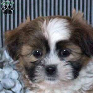 Wade, Teddy Bear Puppy
