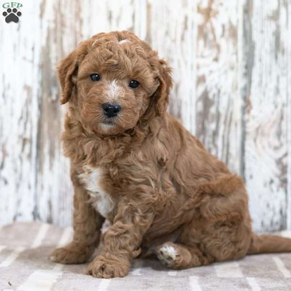Wade, Mini Goldendoodle Puppy