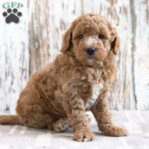 Wade, Mini Goldendoodle Puppy