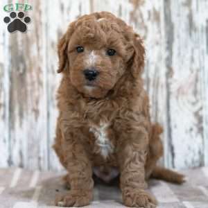 Wade, Mini Goldendoodle Puppy