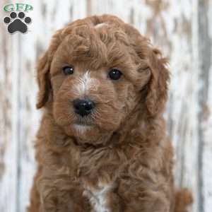 Wade, Mini Goldendoodle Puppy