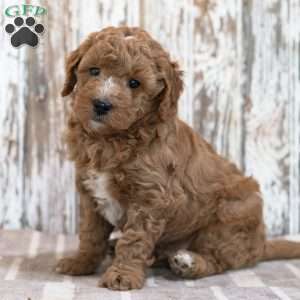 Wade, Mini Goldendoodle Puppy