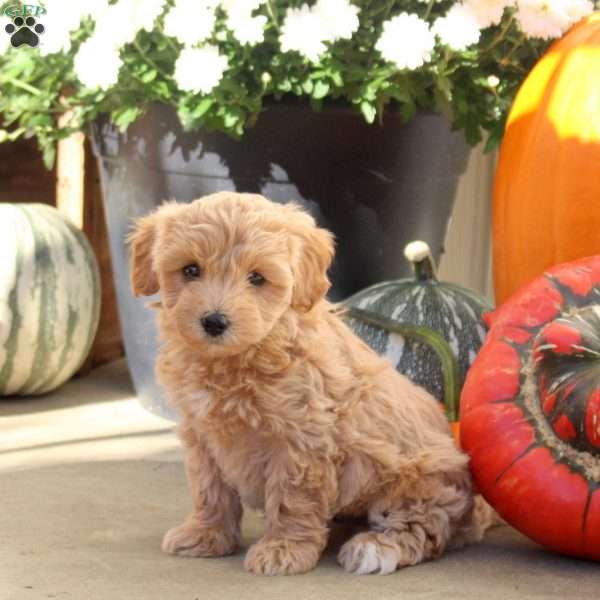 Walter, Maltipoo Puppy
