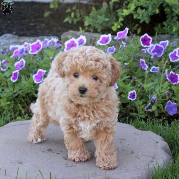 Walter, Bich-Poo Puppy