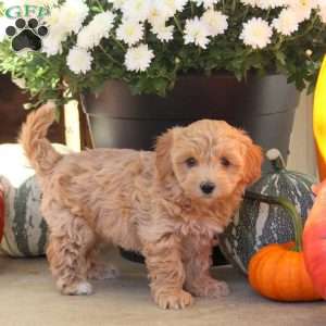 Walter, Maltipoo Puppy