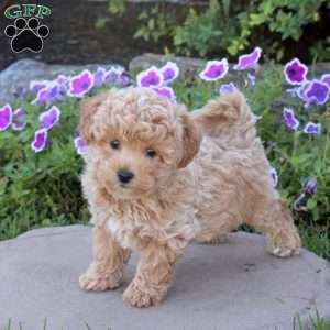 Walter, Bich-Poo Puppy