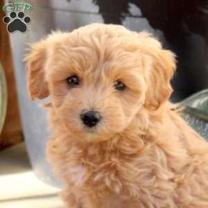 Walter, Maltipoo Puppy