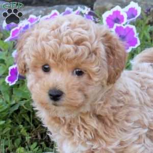 Walter, Bich-Poo Puppy