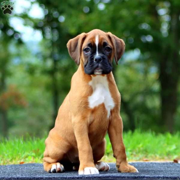 Wanda, Boxer Puppy