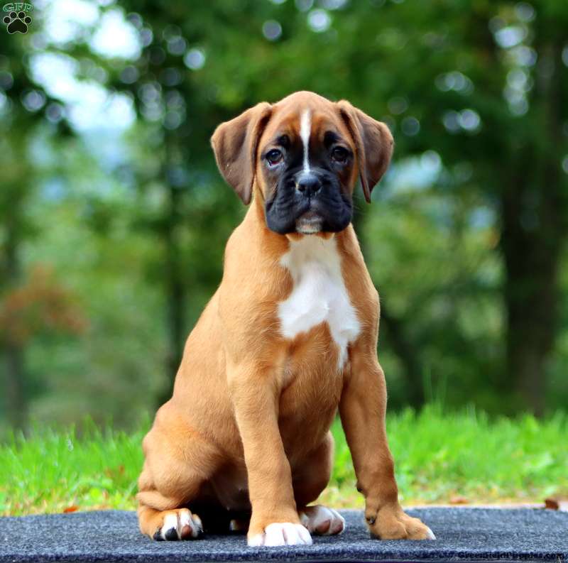 Wanda (Boxer, Female) in Birdsboro, PA