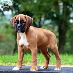 Wanda, Boxer Puppy