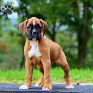Wanda, Boxer Puppy