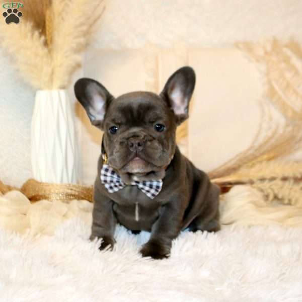 Warrior, French Bulldog Puppy