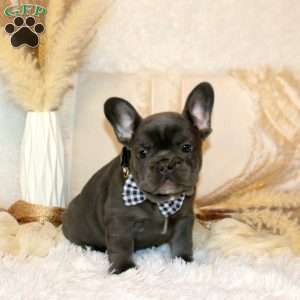 Warrior, French Bulldog Puppy