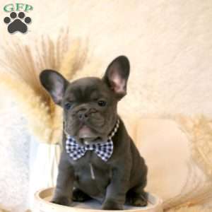 Warrior, French Bulldog Puppy