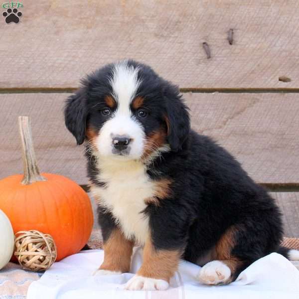 Watson, Bernese Mountain Dog Puppy
