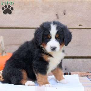Watson, Bernese Mountain Dog Puppy