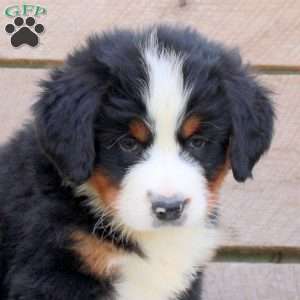 Watson, Bernese Mountain Dog Puppy