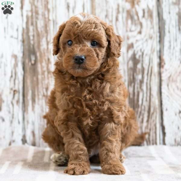 Waylon, Mini Goldendoodle Puppy