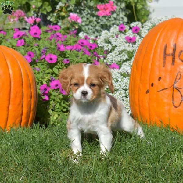 Wendy, Cavapoo Puppy