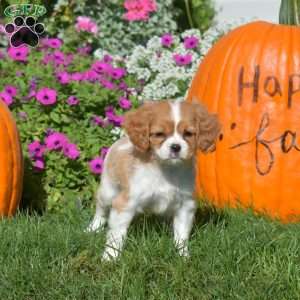 Wendy, Cavapoo Puppy