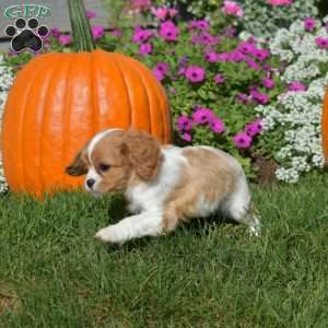 Wendy, Cavapoo Puppy