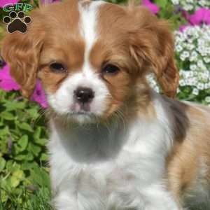 Wendy, Cavapoo Puppy