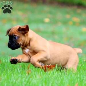 Wendy, Boxer Puppy