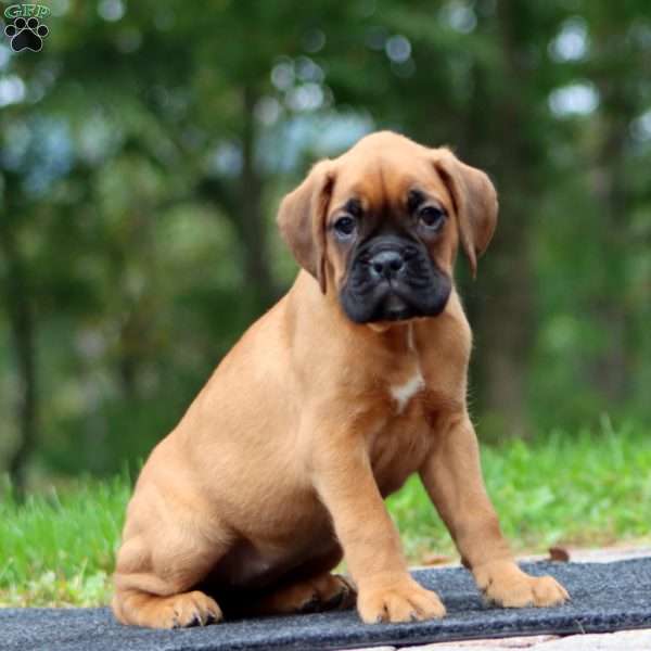 Wendy, Boxer Puppy