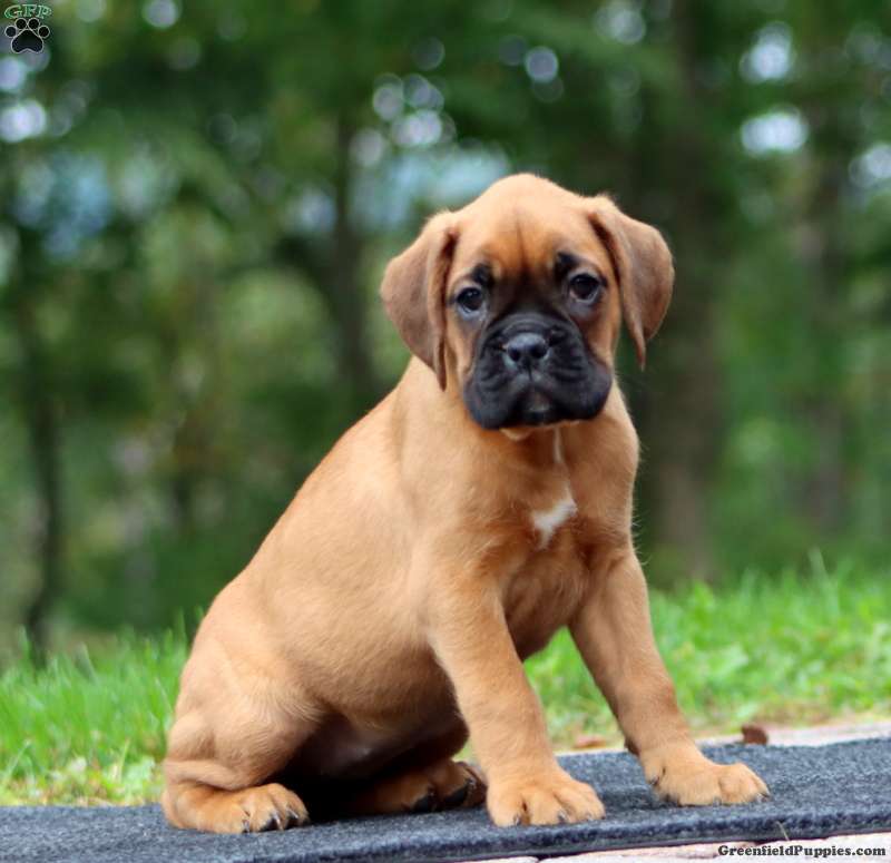 Wendy (Boxer, Female) in Birdsboro, PA