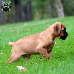 Wendy, Boxer Puppy