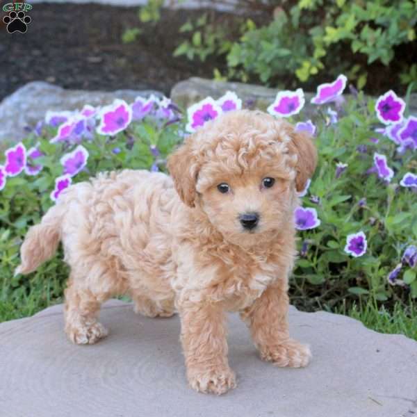 Wesley, Bich-Poo Puppy