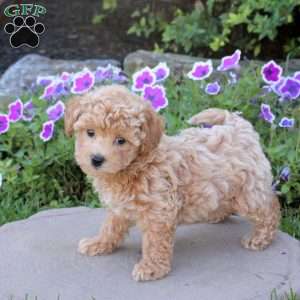 Wesley, Bich-Poo Puppy