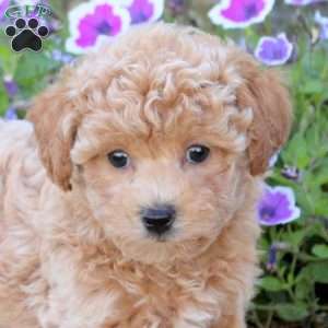 Wesley, Bich-Poo Puppy