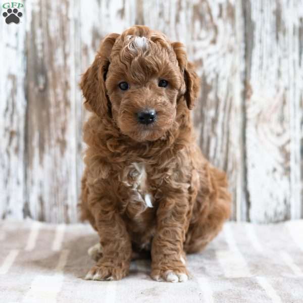Wesley, Mini Goldendoodle Puppy