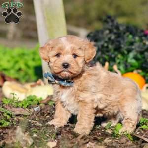 Weston, Maltipoo Puppy