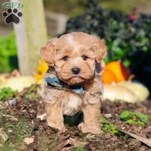 Weston, Maltipoo Puppy