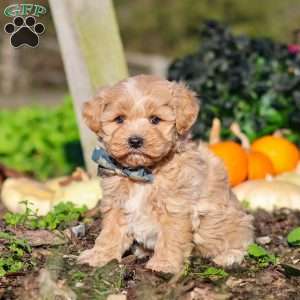 Weston, Maltipoo Puppy