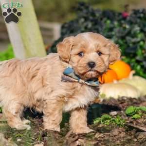 Weston, Maltipoo Puppy