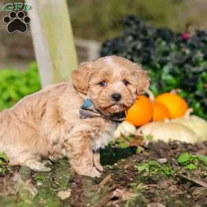 Weston, Maltipoo Puppy