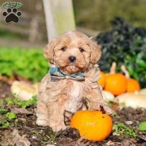 Weston, Maltipoo Puppy