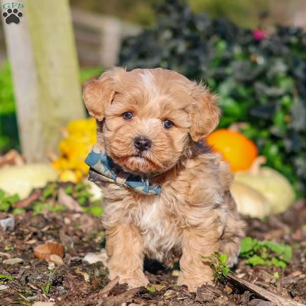 Weston, Maltipoo Puppy