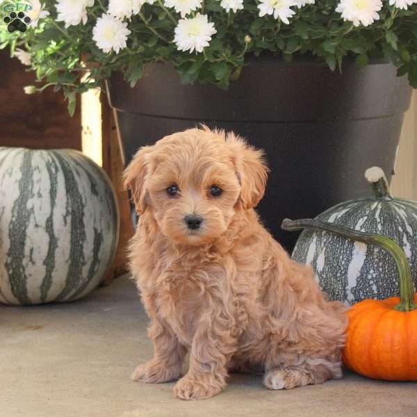 Whimsy, Maltipoo Puppy